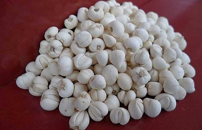 土贝母可能很多人不认识,但它的养生作用又有哪些呢?