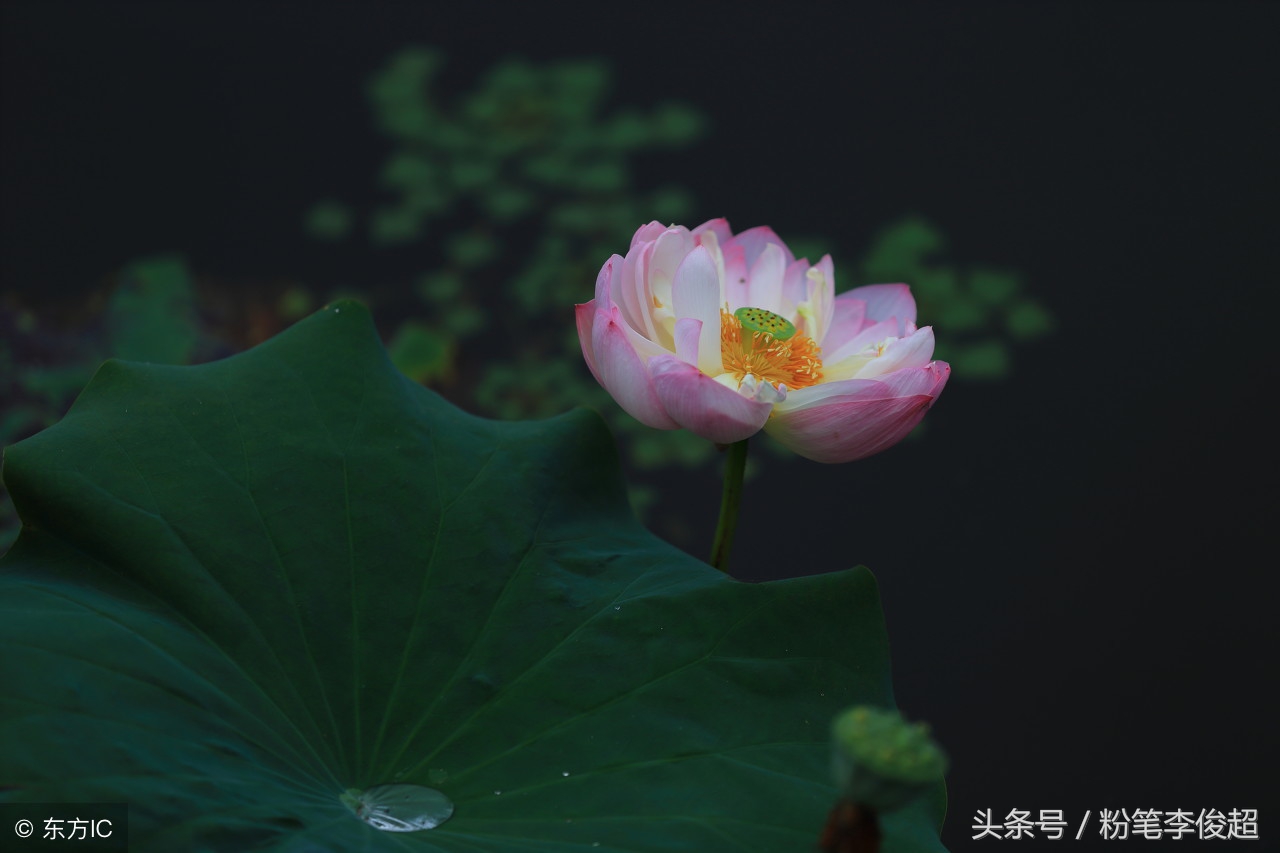 朱自清经典散文《荷塘月色》中的pond一词的正确读音解析
