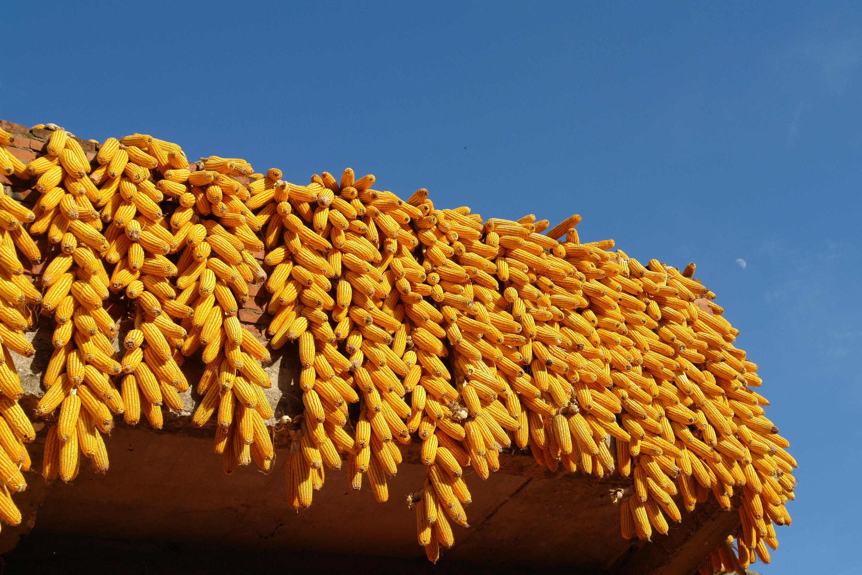 吉林中粮集团今日玉米价格(中粮集团家佳康吉林)