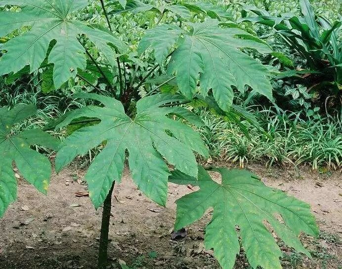 通草是什么样子的图片(文物小故事) - 赤虎壹号