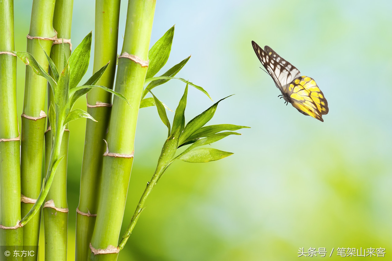 赞美竹子节节高的句子竹子弯腰有韧性