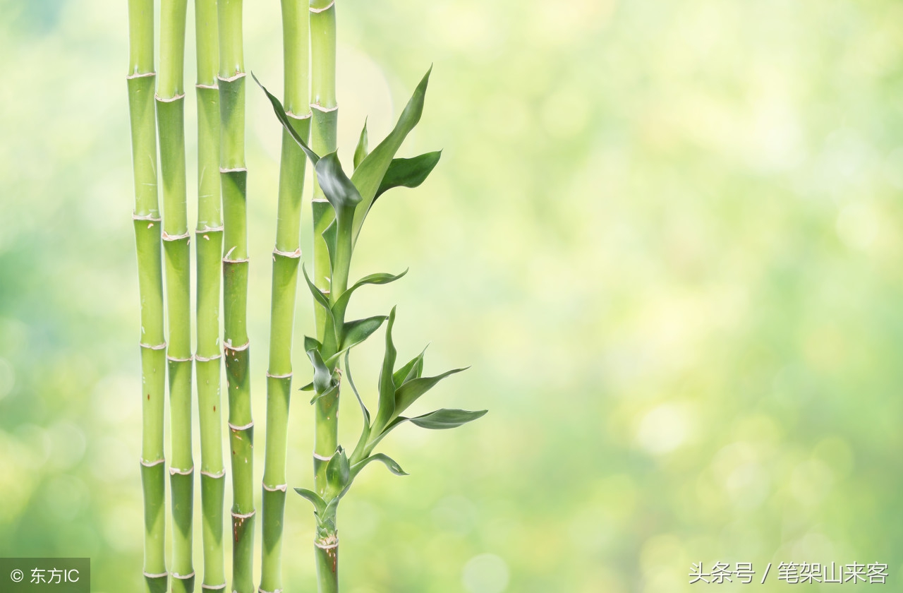 赞美竹子节节高的句子竹子弯腰有韧性
