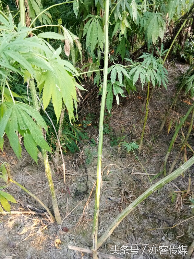 麻子是什么(麻子是什么植物)