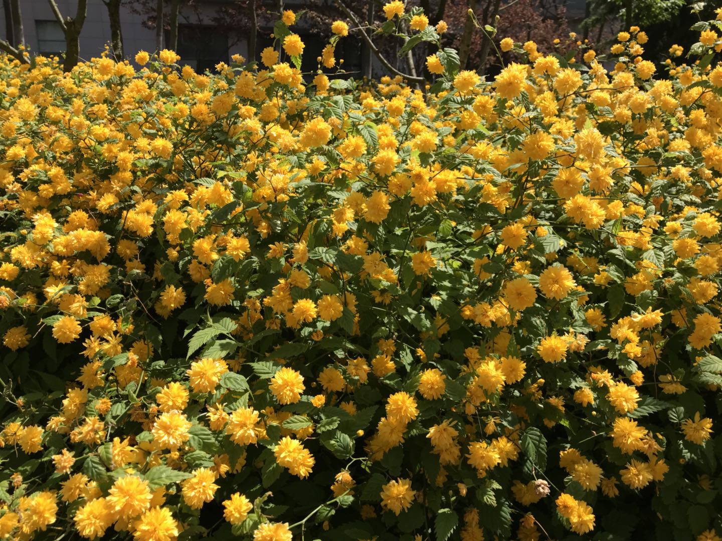 棠棣花的象征意义(棠棣花的花语) - 盾灵网