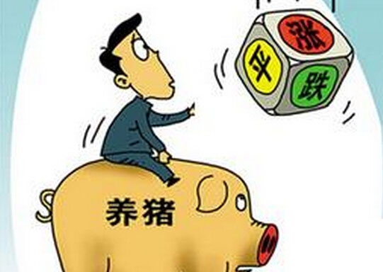 「今日猪价」10月5日市场逐步流通，猪价继续稳中有涨