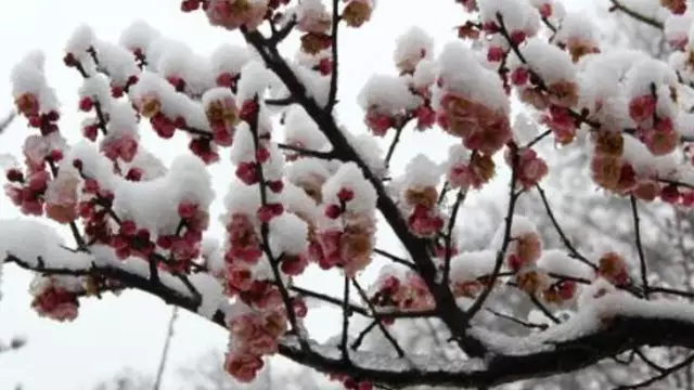 11月19，最美梅花雪动态美图，真是美极了，太美太漂亮迷人！