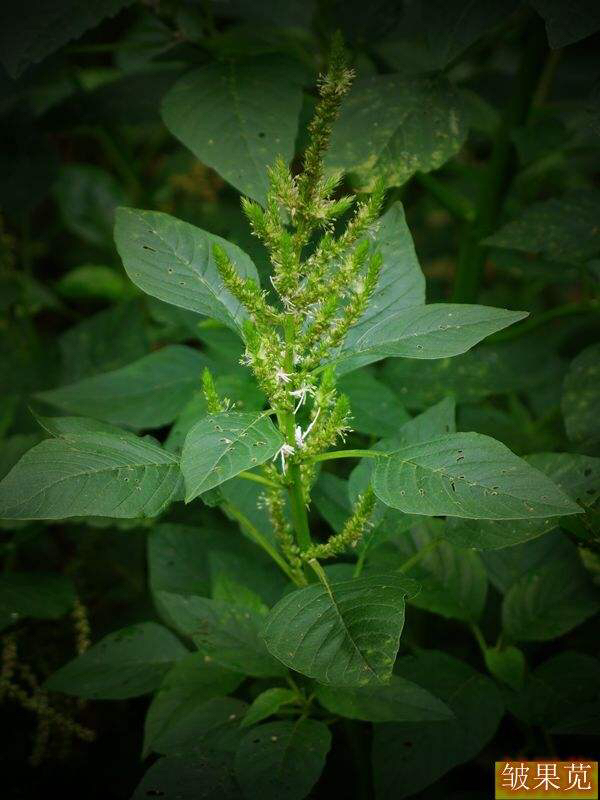 苋怎么读(衮怎么读)