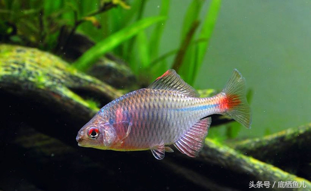 观赏鱼图片大全 好看的小型观赏鱼-思宇生活