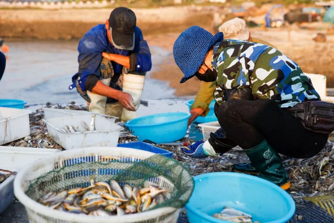刚上岸的黄花鱼在日照大泉沟渔港2.5元一斤