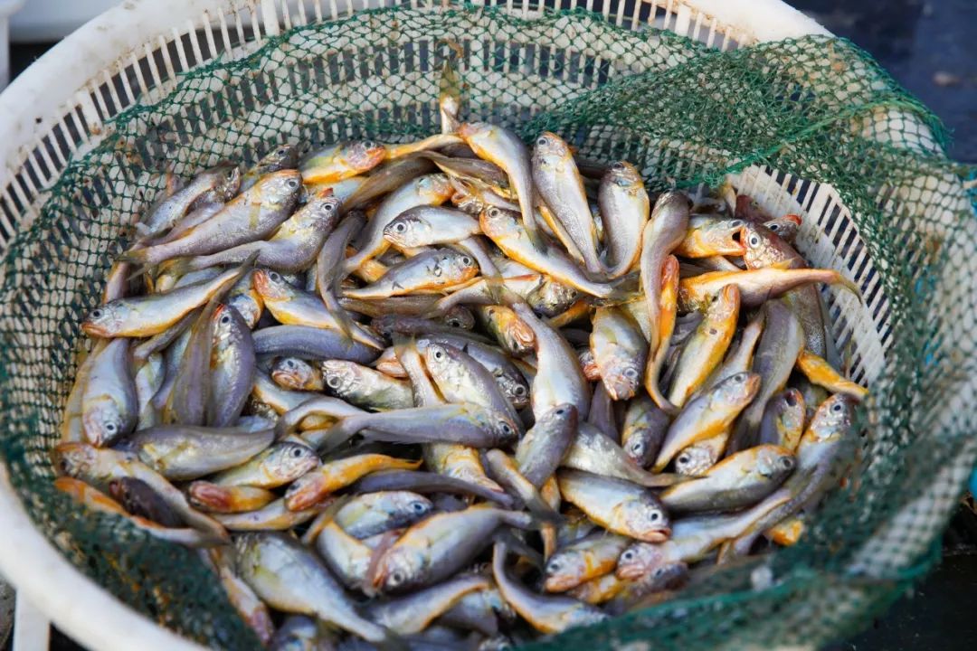 今日冻黄花鱼价格多少，今日黄花鱼价格多少钱一斤