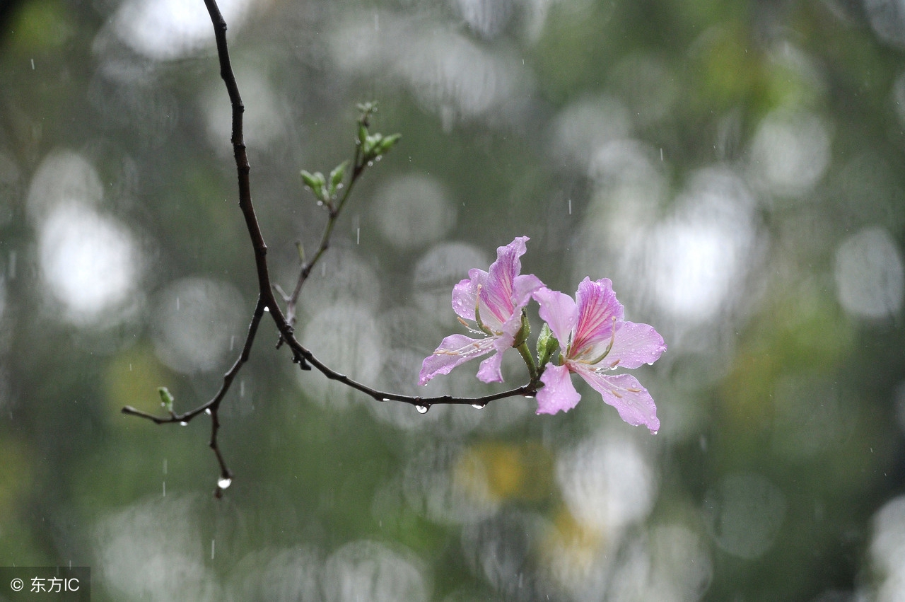 听雨·品雨·伤雨~千古名诗精华汇总,落花人独立,微雨燕双飞