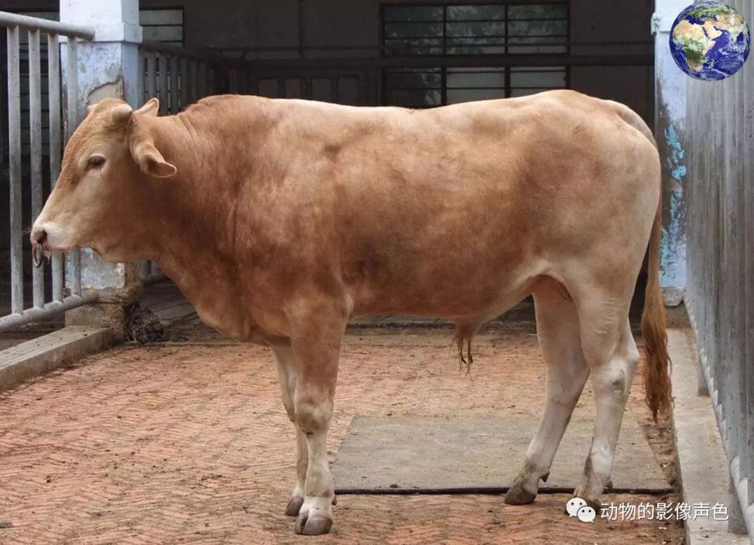 世界上最美味的黄牛，被列入了国家级畜禽遗传资源保护品种