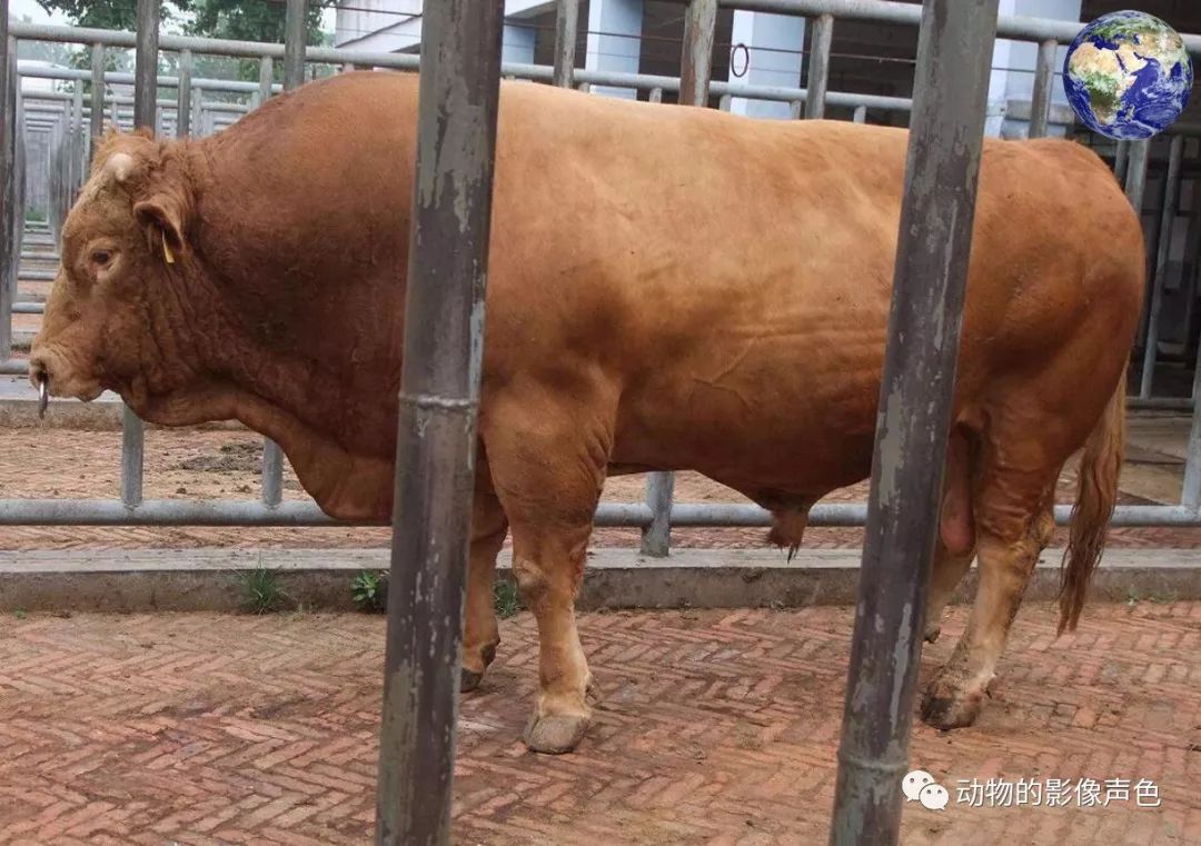 世界上最美味的黄牛，被列入了国家级畜禽遗传资源保护品种