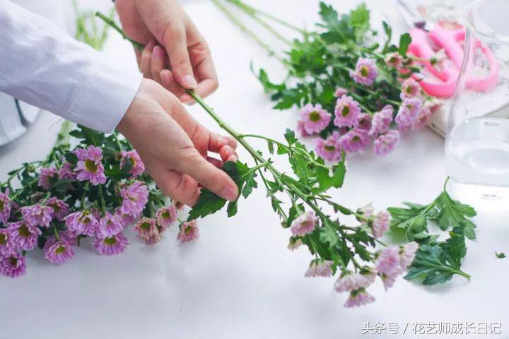 雏菊怎么养（小雏菊的正确养护方法与步骤）