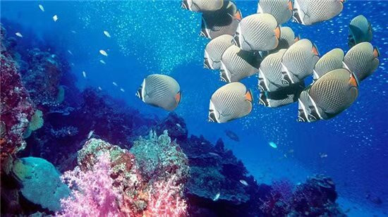 眉山海梦城海洋馆在哪里_眉山海梦城海洋馆开业没有 - 密云旅游