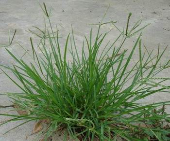 牛筋草的功效与作用 牛筋草的功效与作用禁忌-伙伴百科网-让你的生活