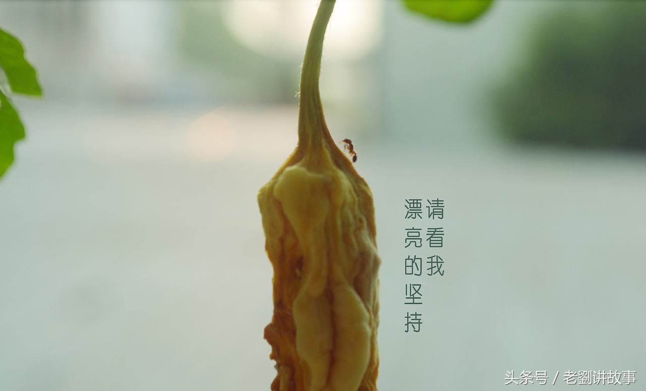 小学语文二年级造句练习，四字词总结，多音字组词