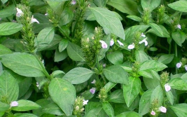 农村植物,爵床草价值大且珍贵,您了解后,请保护它