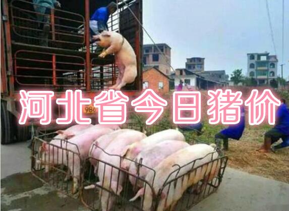 河北省今日猪价播报：2018年10月9日河北省猪价行情，上涨！