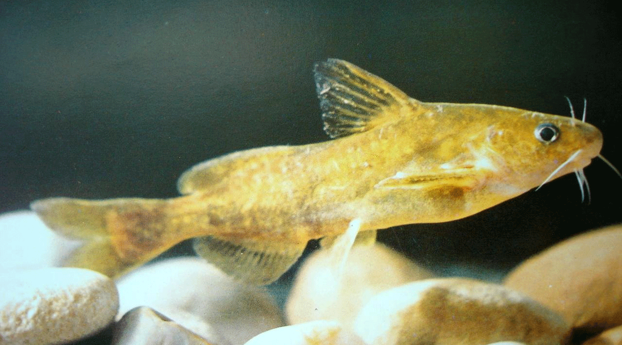 黄颡(sǎng)鱼主要分布在我国东部各太平洋水系中,在静水或缓流的浅滩