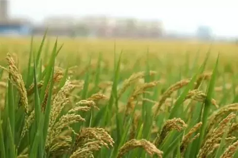 形容咖啡的风味，其实有26个关键词