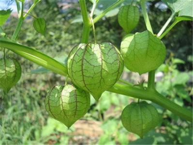 特别陌生,灯笼果的外形像一个桃心型的小灯笼,果实没有成熟前是黄绿色