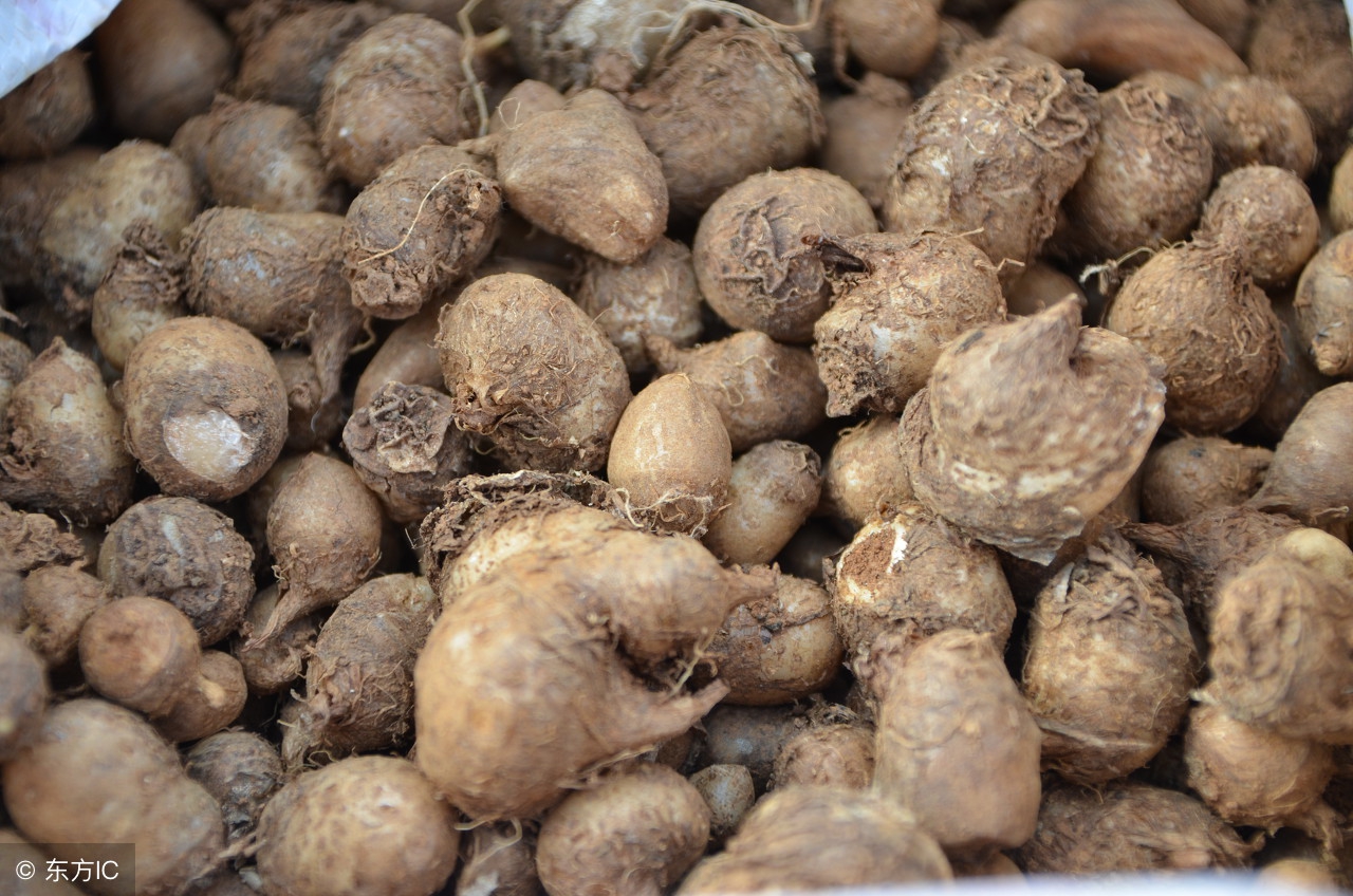 半夏的功效与作用图片(半夏) - 赤虎壹号