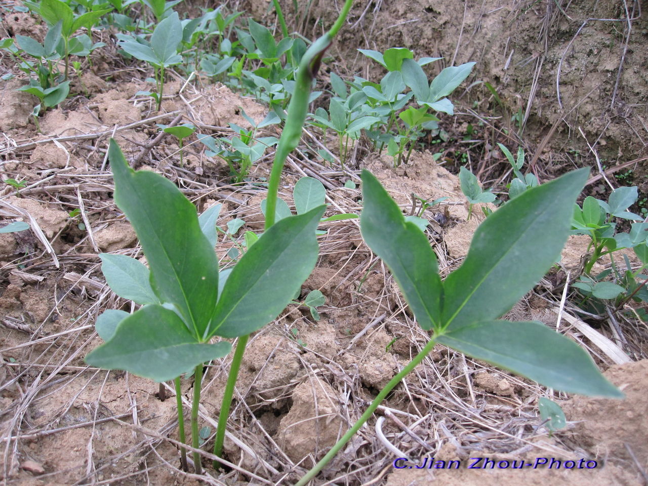 半夏的功效与作用图片(半夏) - 赤虎壹号