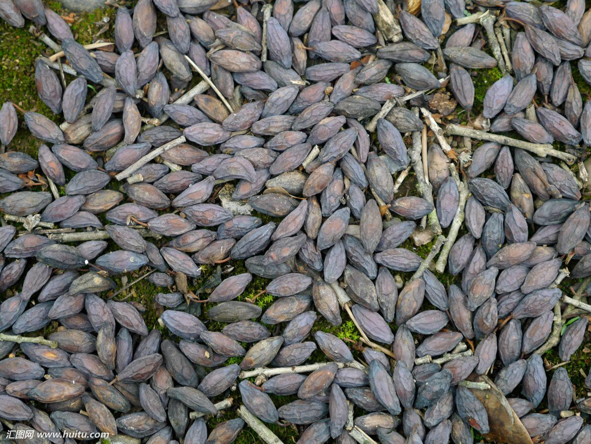 桂花籽功效解析 桂花树籽可以吃吗 - 汽车时代网