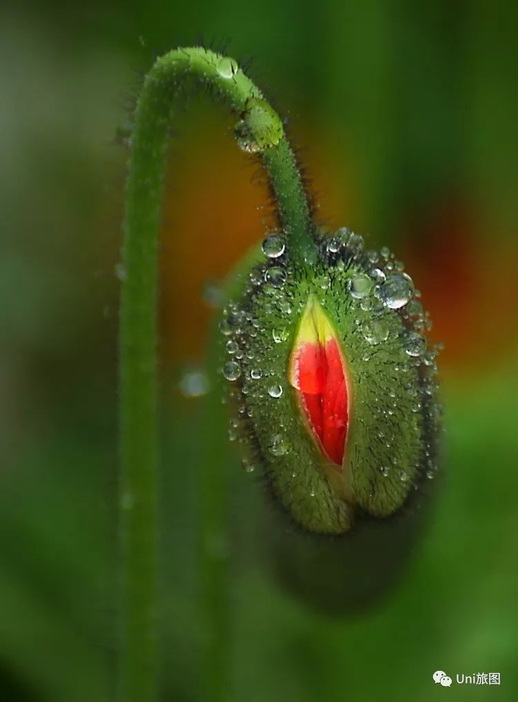 全球华人旅拍大赛，9月月赛入围作品展（一）