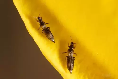 蓟马是什么马,后台硬,藏得深,危害那么大,为什么这样难打!