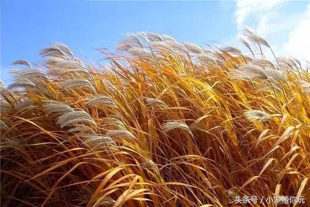 上海出发自驾2.5h圈，藏着不可错过的6条绝美风景线！