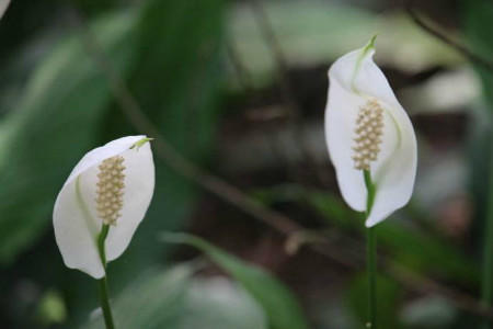 白鹤芋的养殖方法（水培白鹤芋的养殖方法）-第3张图片-昕阳网