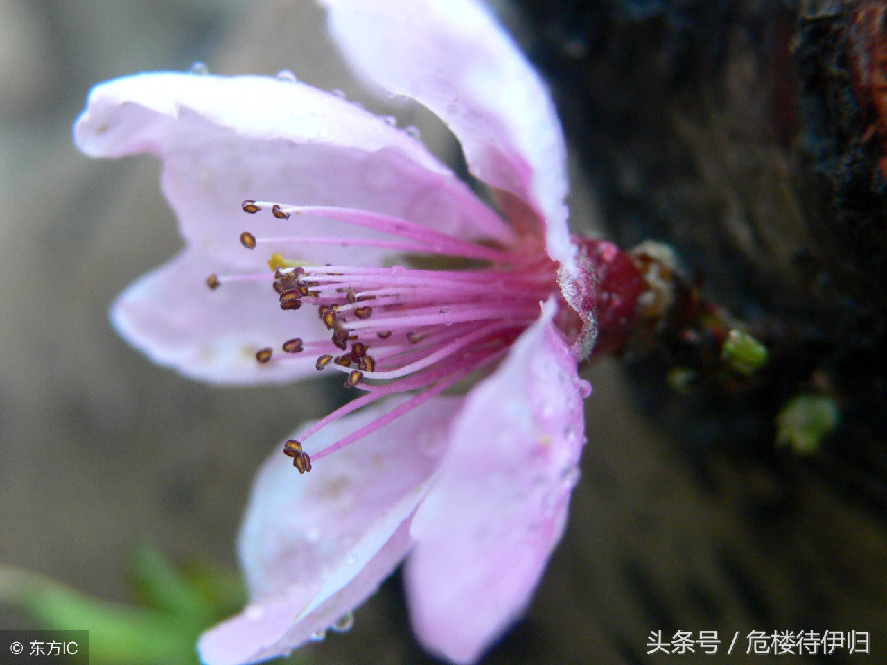 “雨洗娟娟净，风吹细细香”313首最有名的“风”，触动心中涟漪