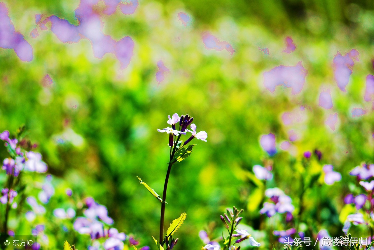 “雨洗娟娟净，风吹细细香”313首最有名的“风”，触动心中涟漪