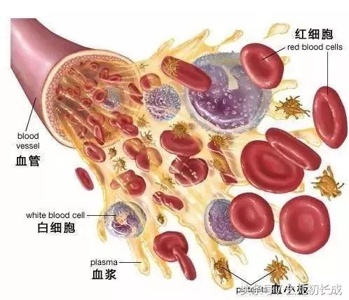 轻松看懂宝宝的血常规化验单