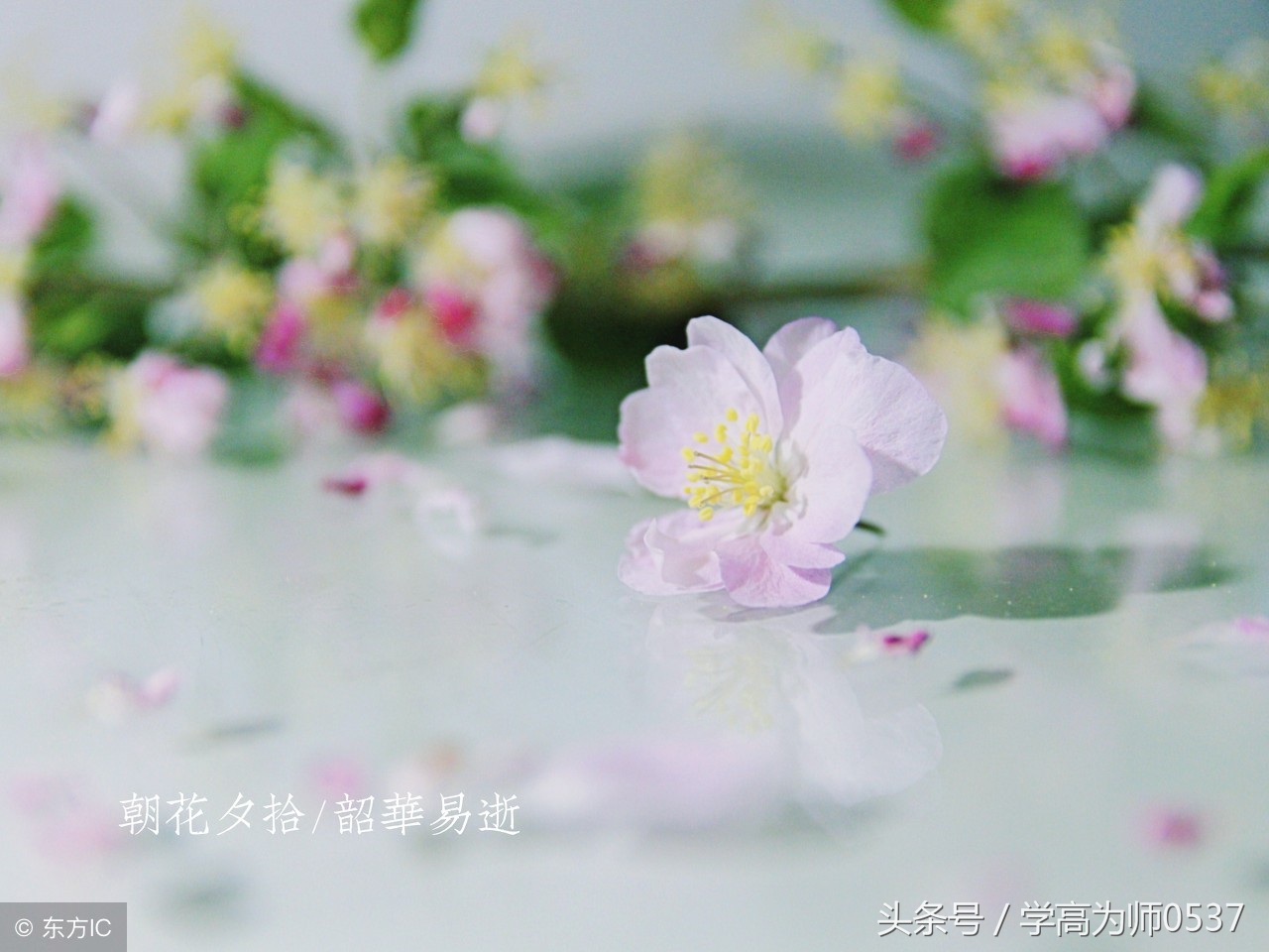 名著《朝花夕拾》重要知识点《西游记》精读和跳读