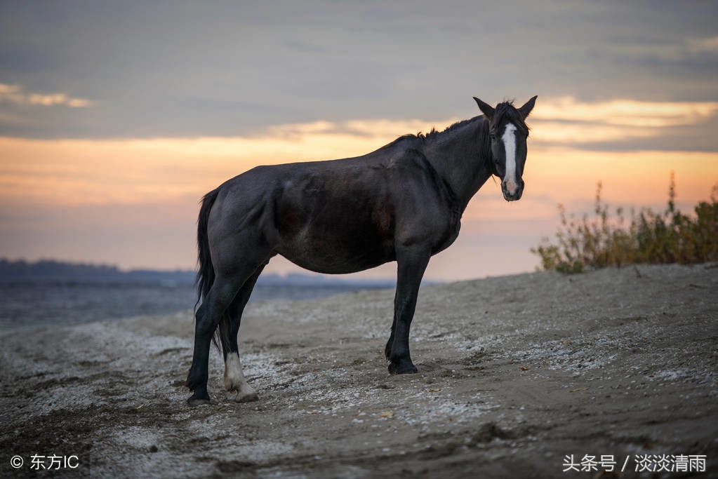 唐代李贺的马诗二十三首欣赏