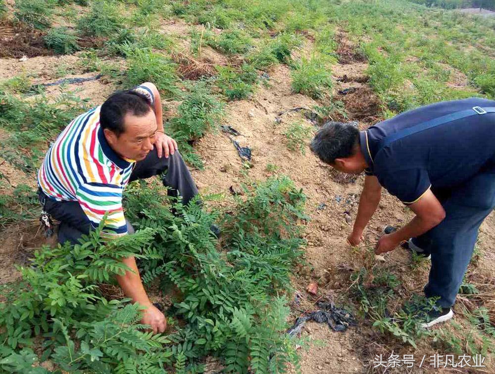 明年农村种植，这几种作物，收入稳定，需求量大，不愁赚不到钱！