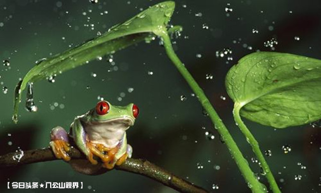 原创寓言故事|青蛙与害虫