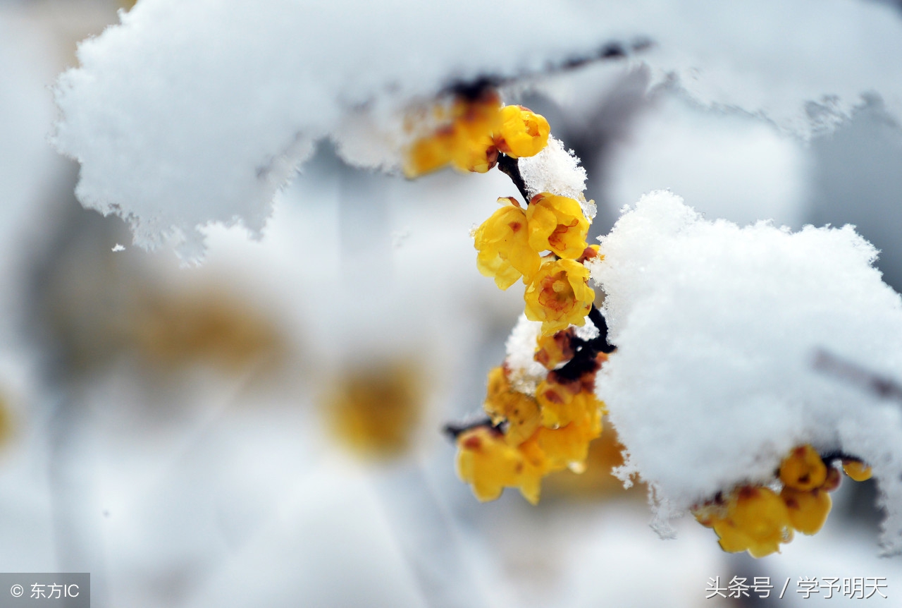 江雪的古诗怎么背 柳宗元名句赏析