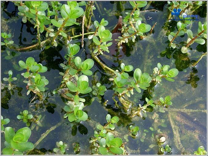 水笕的意思和用途图片 水笕指的是什么