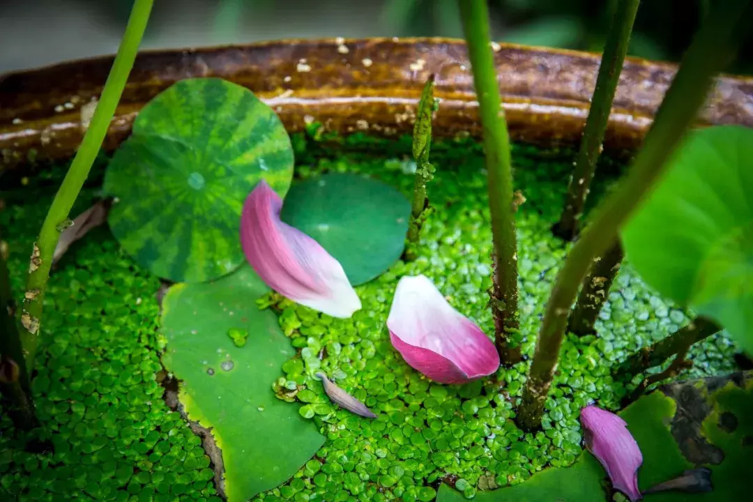 花谢而落，翩翩然矣，一起感受诗人在落花时节的心情