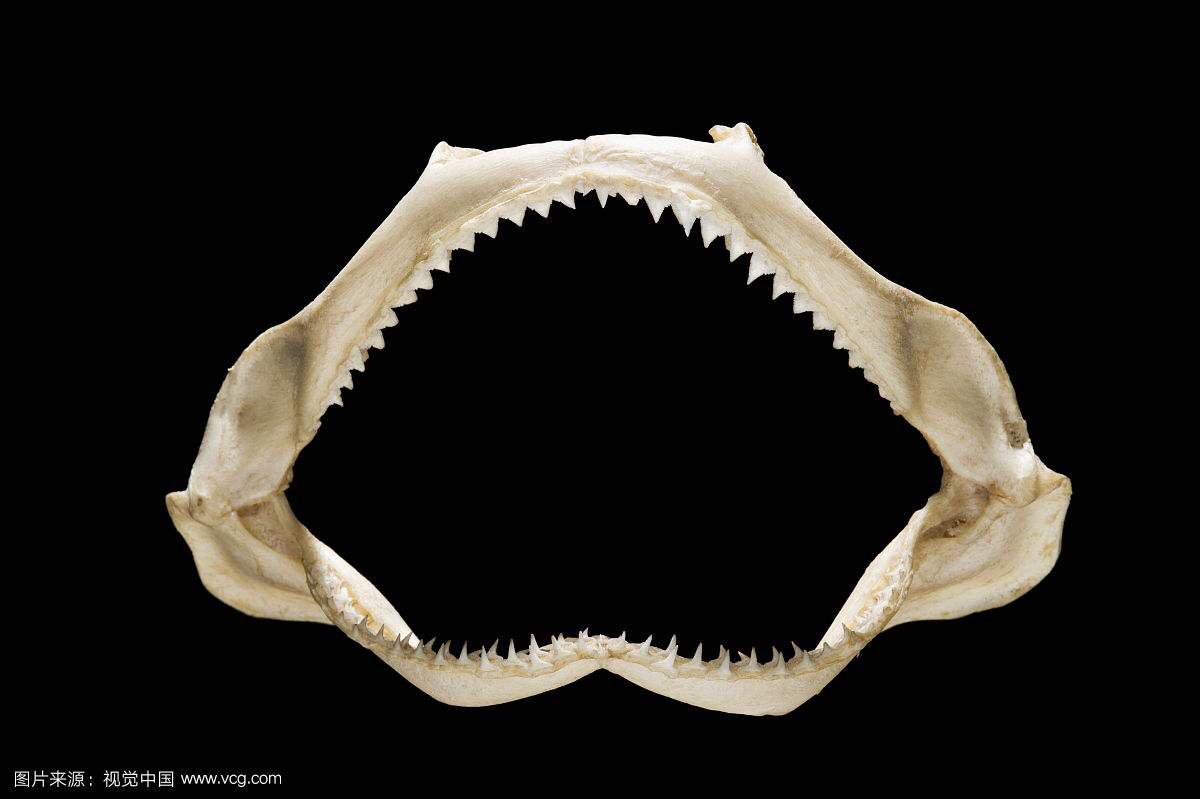 鲨鱼骨