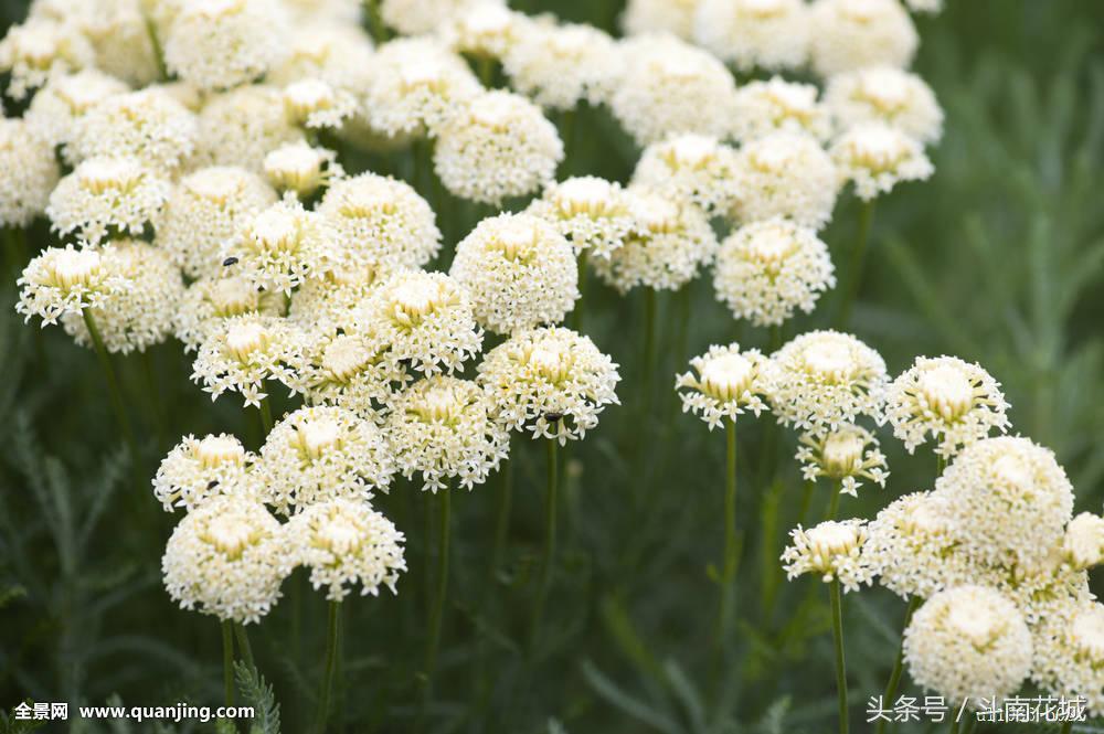 生日花语查询(生日花语大全 寓意)