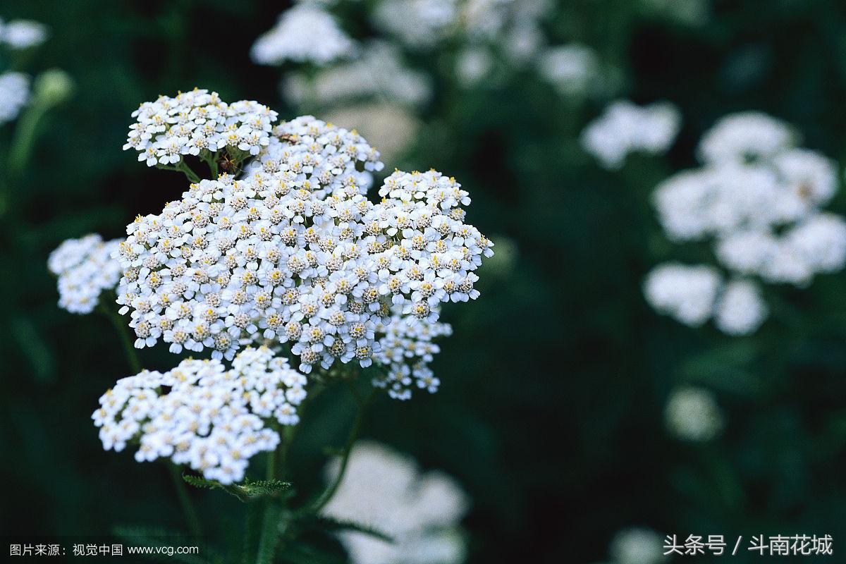 yarrow拉丁学名:achillea millefolium科属:菊科蓍草属花语: 粗心大意