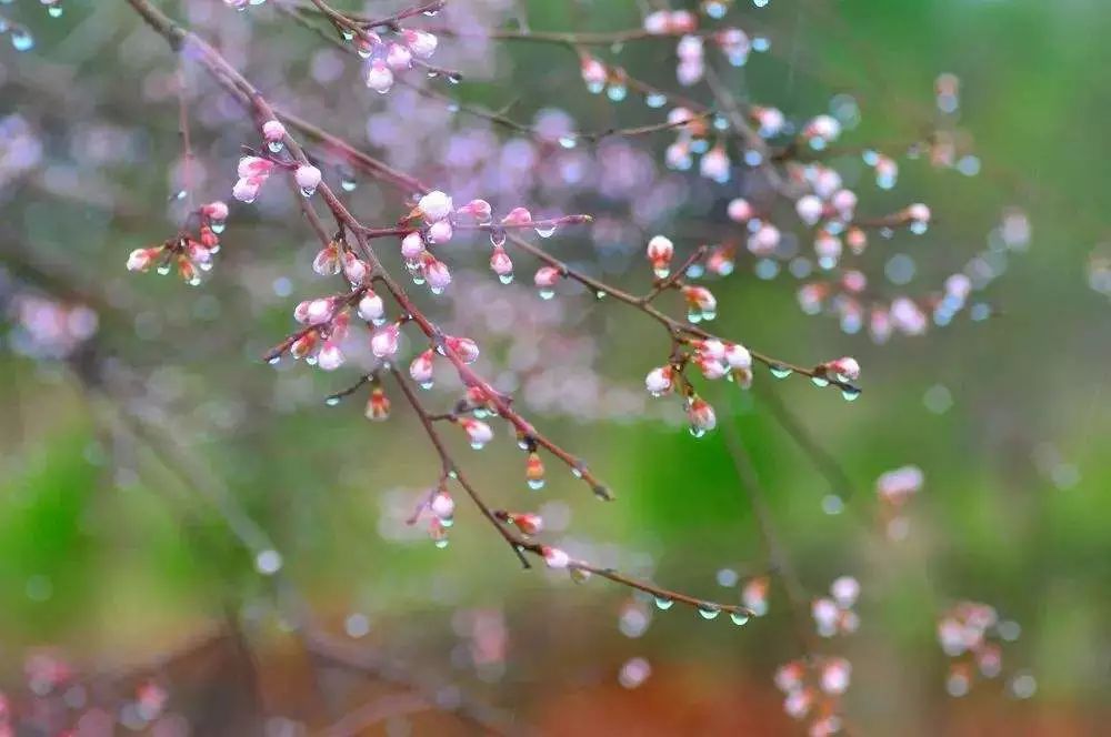 品读《临安春雨初霁 》