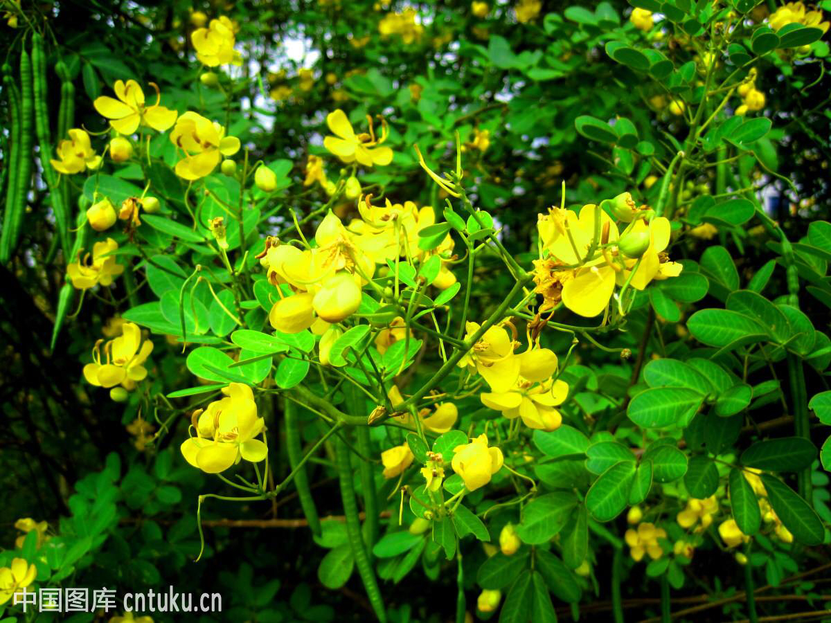 中药材望江南图片中药材望江南的功效