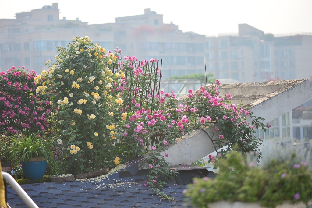 月季花墙花柱打造的秘诀，为啥要问她？