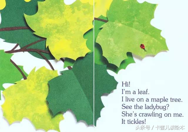 双语有声科普绘本《I am a leaf》我是一片叶子